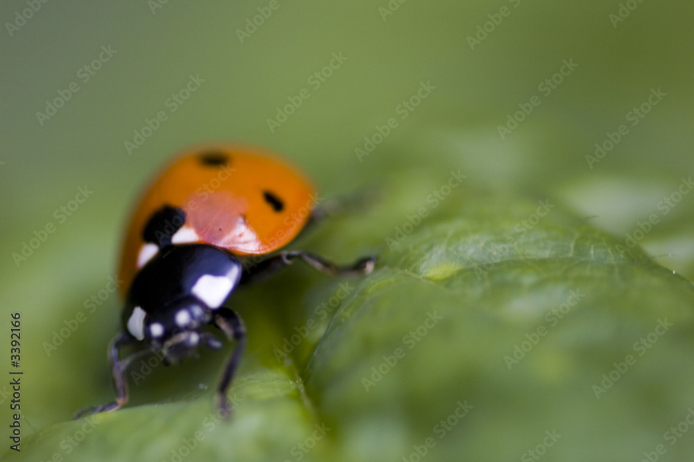 Naklejka premium lady bird beetle