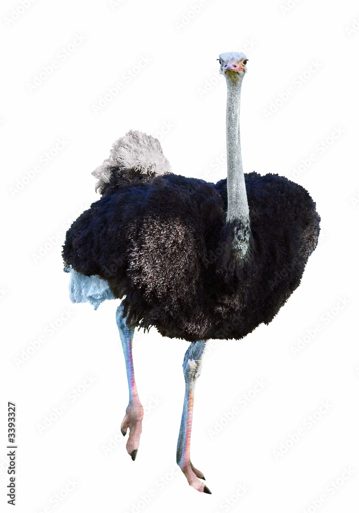 african ostrich isolated on white - obrazy, fototapety, plakaty 