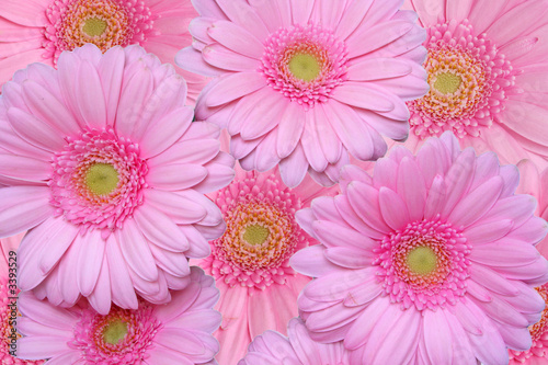 flower background