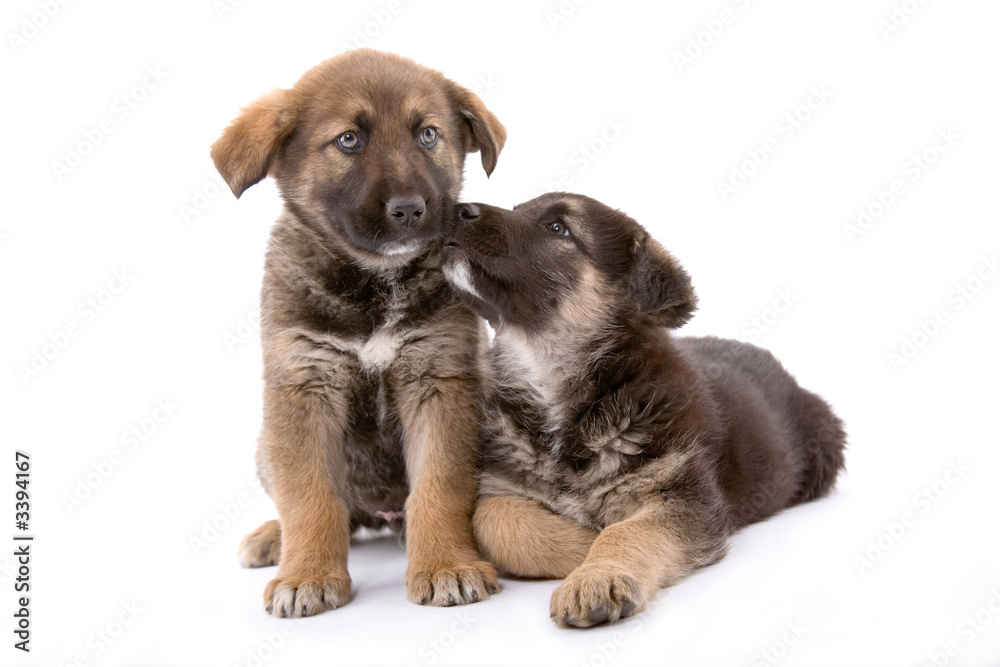 two cute puppies brothers isolated on white backgr two cute puppies brothers isolated on white backgr