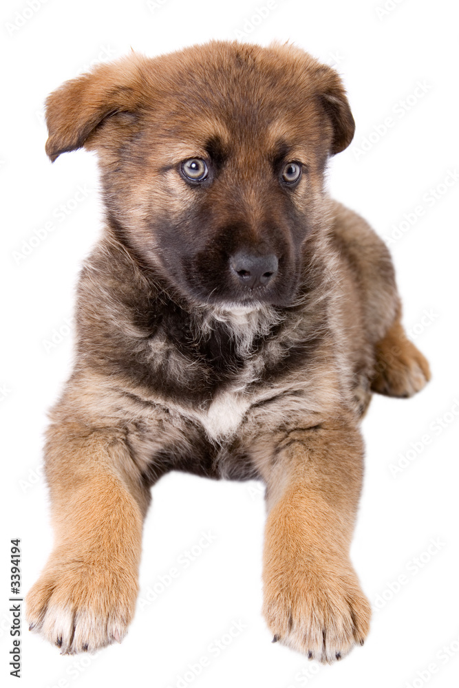 puppy dog sitting in front of white background puppy dog sitting in front of white background