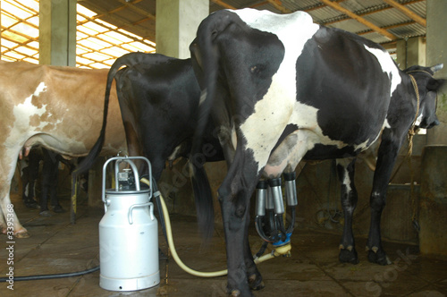 milking machine1