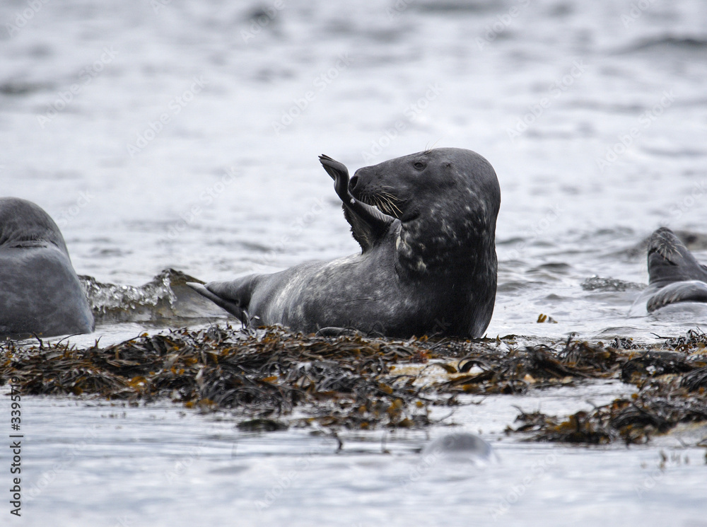 Naklejka premium grey, seals, farne, islands,