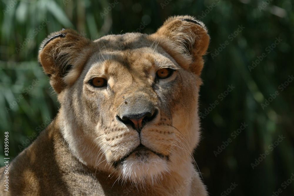 Obraz premium female lion