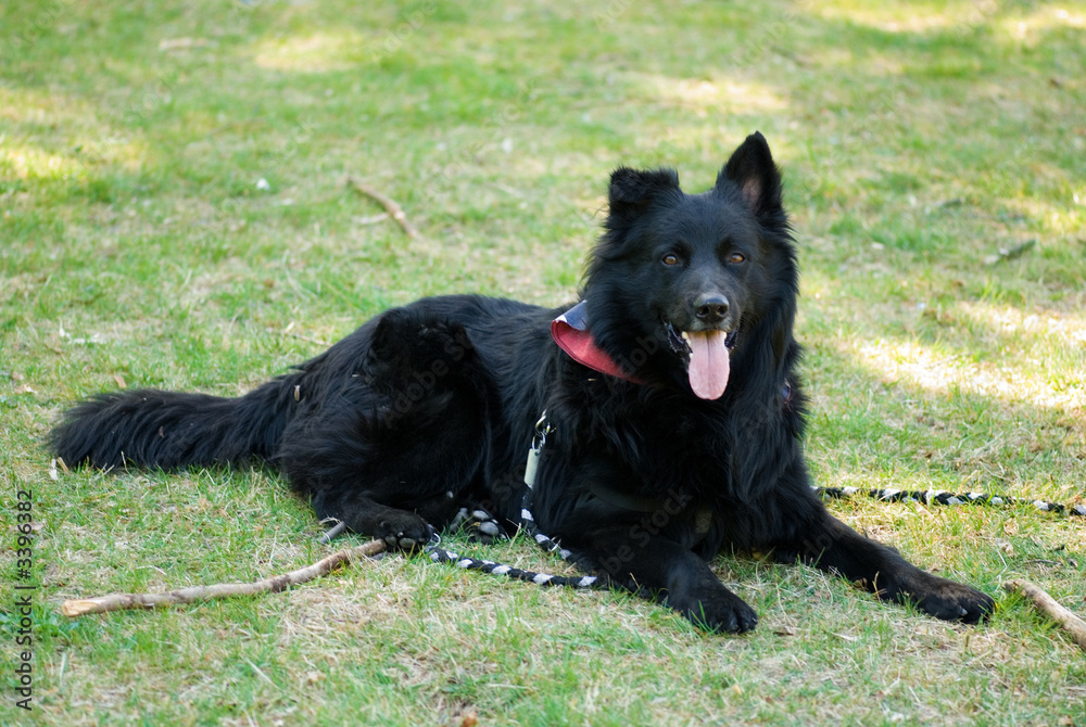 Fototapeta premium police dog 23