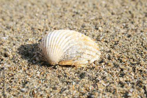 coquillage 03