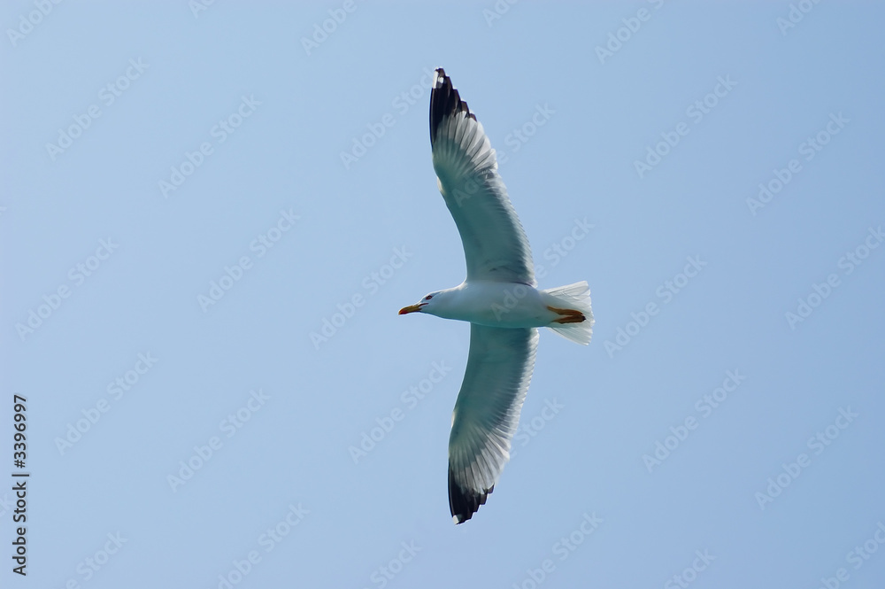 Seagull fly in the sky 