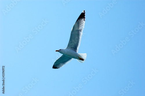 Seagull fly in the sky 
