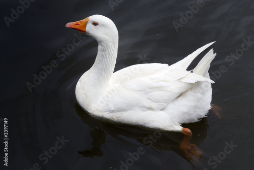 white duck