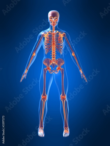 menschliches skelett © Sebastian Kaulitzki