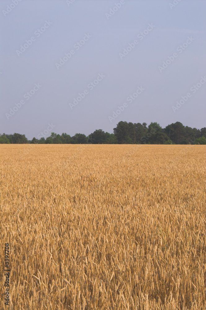 wheat field