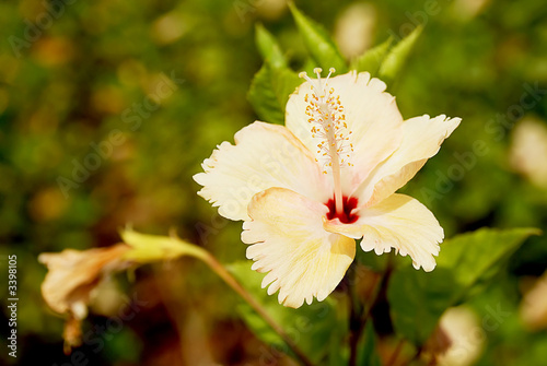 cute yellow white flower
