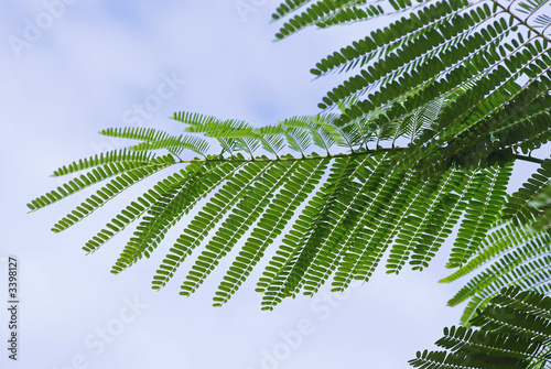 green tree