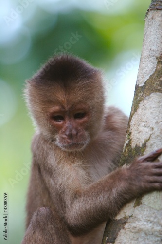 monkey on the tree photo