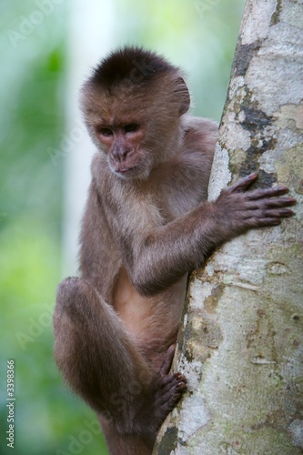 monkey on the tree photo