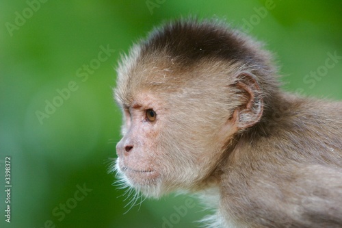 monkey portrait photo