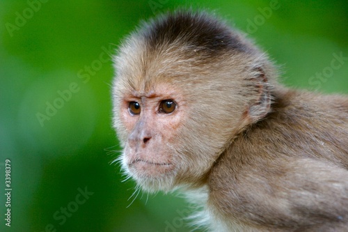 serious monkey's face photo