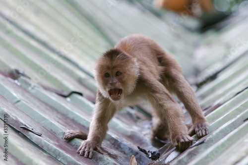 angry monkey photo