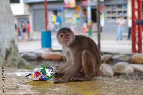 monkey eating chips photo