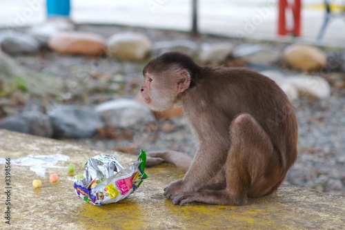 monkey photo