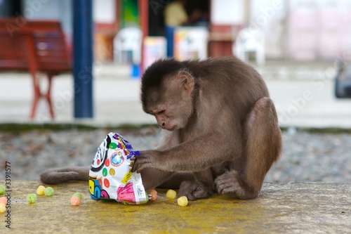 monkey eating chips photo