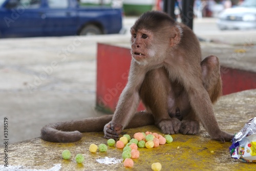 monkey and chips photo
