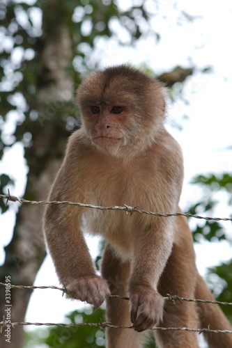 monkey photo