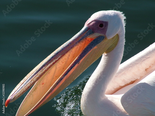 pelikan in walvis bay namibia photo