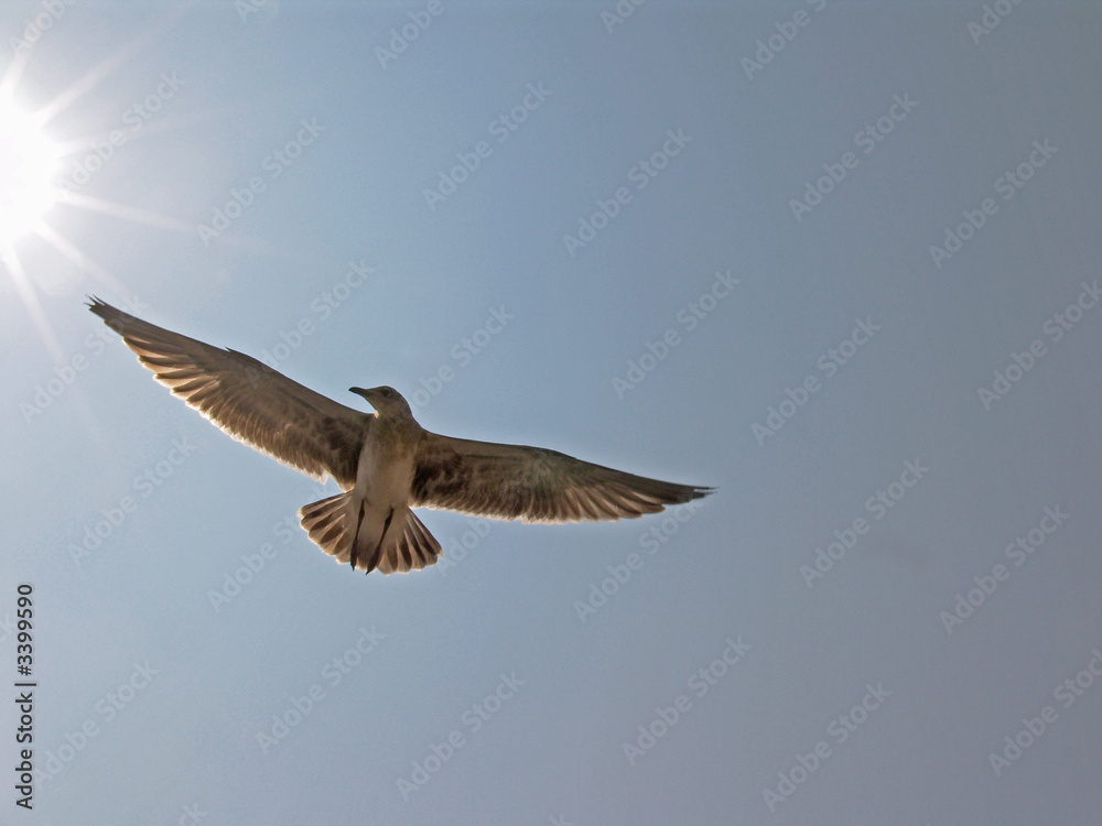 Obraz premium into the sun