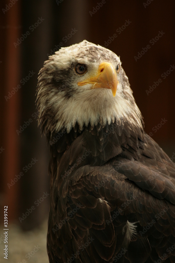Fototapeta premium weißkopfseeadler