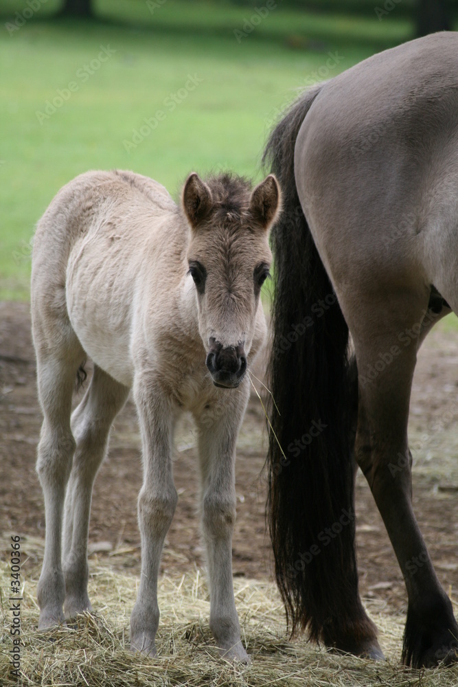 Obraz premium fohlen