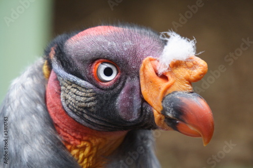 turkey vulture