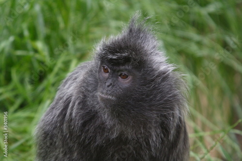 silver leaf monkey