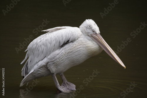 white pelican