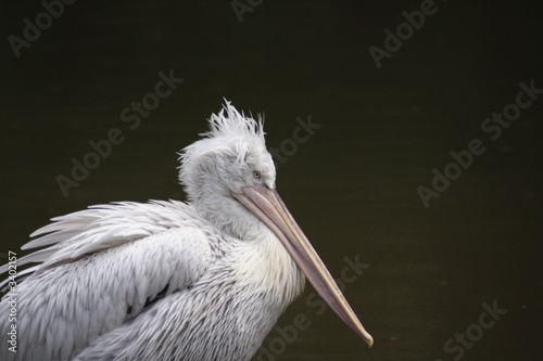 white pelican