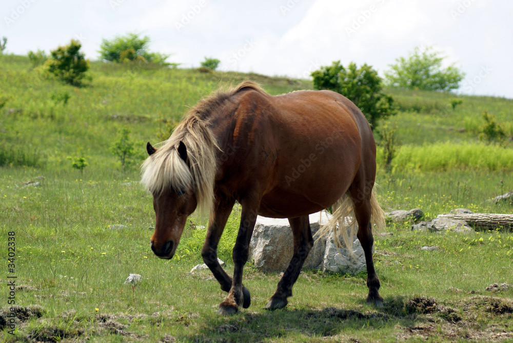 Fototapeta premium wild horses