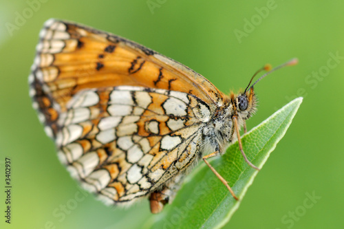 farfalla (lepidottero)