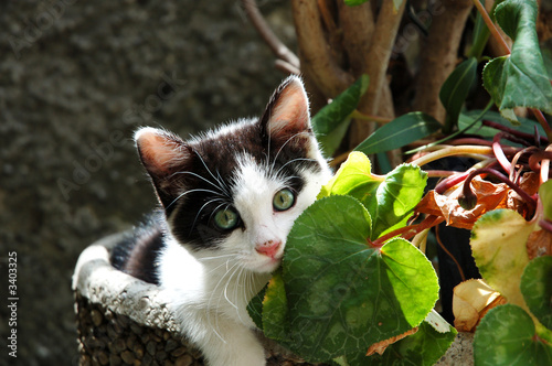 little cat