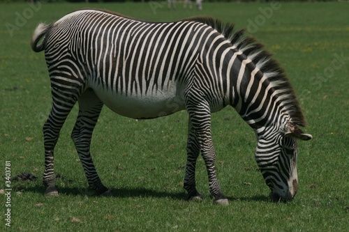 grazing zebra