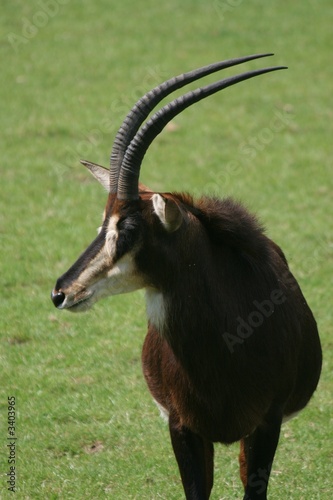 sable antelope