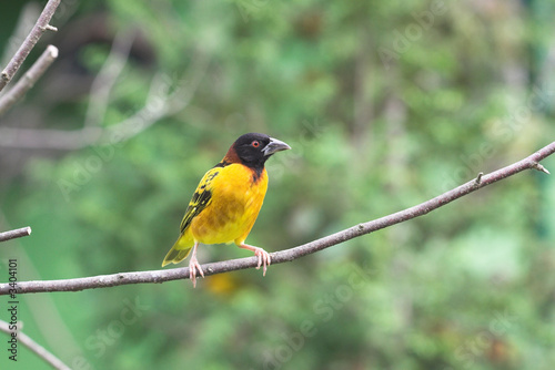 pájaro amarillo