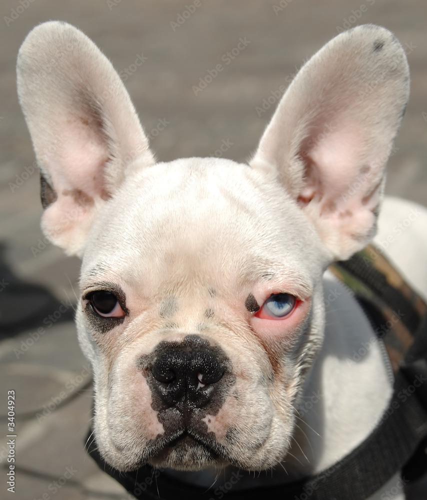 french bulldog face french bulldog face