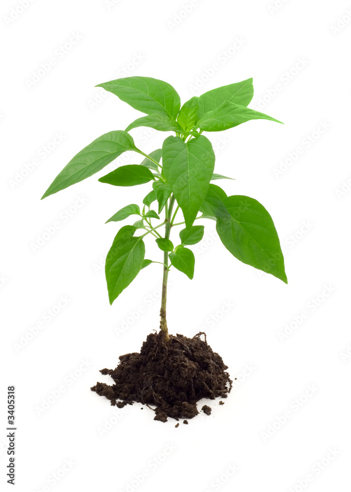 vigorous young plant vigorous young plant