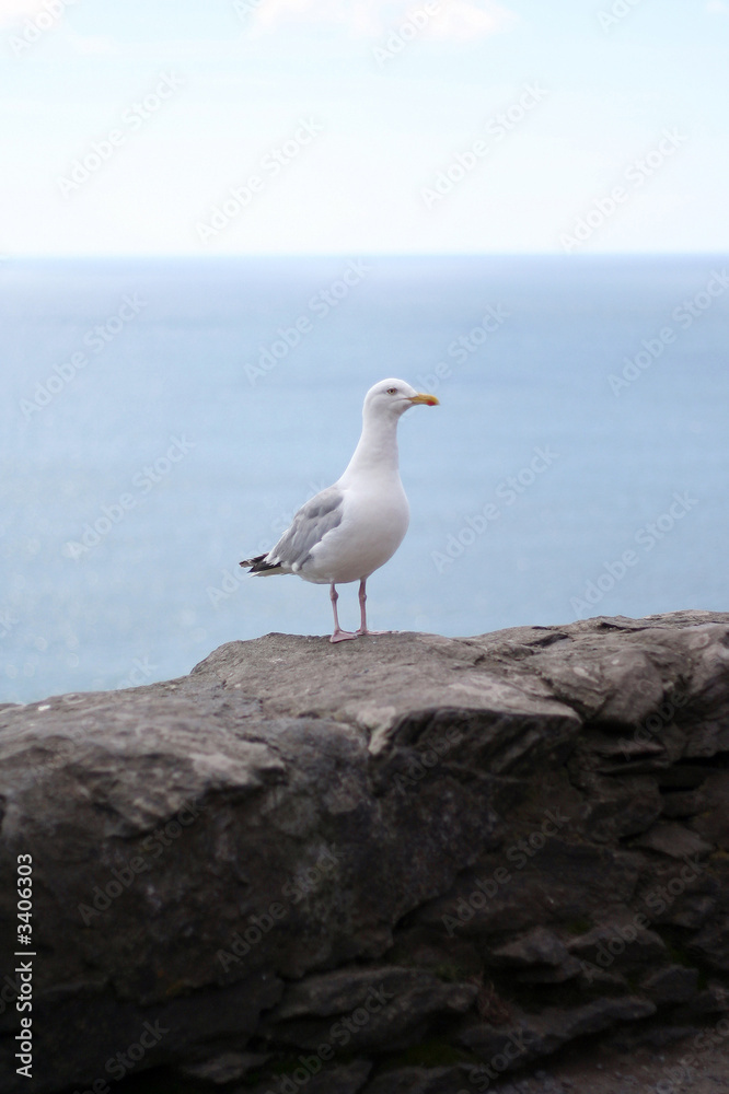 seagull