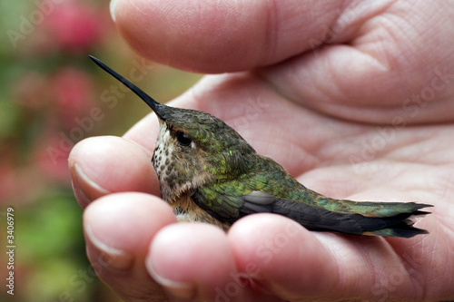 a bird in the hand