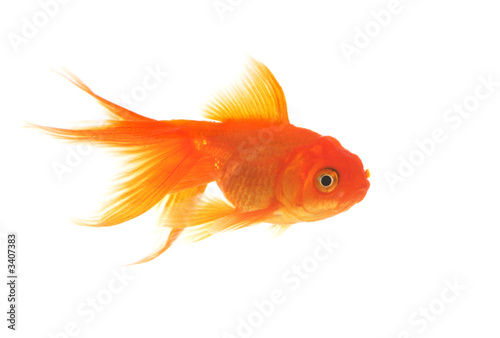 beautiful goldfish © Stephen Coburn