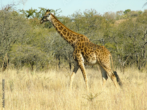 girafe en marche