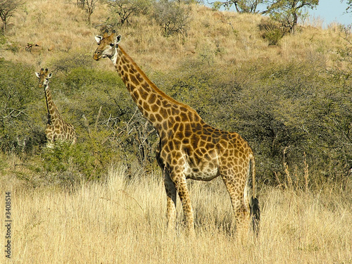 maman et bebe girafe