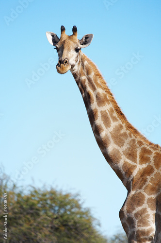 wild giraffe