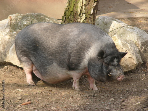 hängebauchschwein